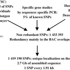 This means that there is an inherit implication when someone refers to a snp. Pdf A Review On Snp And Other Types Of Molecular Markers And Their Use In Animal Genetics