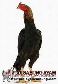 Inilah Ayam Petarung Bagus Yang Ditakuti Saat Ini Ayam