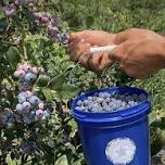 Blueberry & Lavender Festival at Star Bright Farm