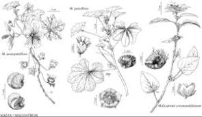 Image result for Malvastrum coromandelianum