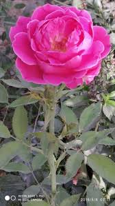 Gulab ka phool wallpaper garden roses download wallpapers on. Lenovo Wallpaper 1366x768 Blume Bluhende Pflanze Rot Blutenblatt Gartenrosen Rose Rosa Pflanze Rosenfamilie 1684618 Wallpaperkiss