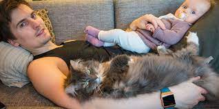 Cat Teaches New Baby Sister How Great It Is To Be Held The Dodo