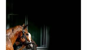 Platz, simple noire (fr) 2009. Enquete Hippisme Un Proprietaire De Chevaux Mis En Examen Pour Agressions Sexuelles