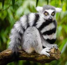 Animals found in the tropical rainforests are highly adapted for that particular climate and environment. Tropical Rainforest Animals And Plants With Pictures And Names