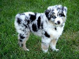 Pin By Sara Vinson On Pets Australian Shepherd Puppies Aussie Dogs Shepherd Puppies