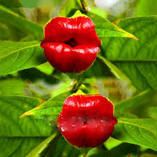 Image result for Psychotria hypsophila