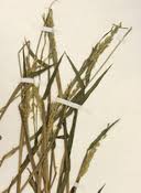 Image result for Eriochloa fatmensis
