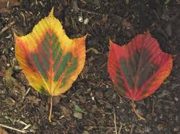 桐の葉の紅葉 写真共有サイト フォト蔵