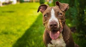 There's nothing more magical than a winter snowfall! Pitbull Shedding How Much Do Pitbull Terriers Shed