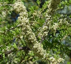 Image result for Gymnosporia buchananii