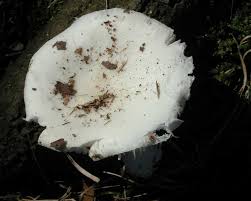 Image result for Russula perlactea