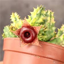Image result for Huernia zebrina