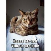 Valentine Cat Funny Poem Holiday Card Zazzle Com Funny Cats Cats Cat Poems