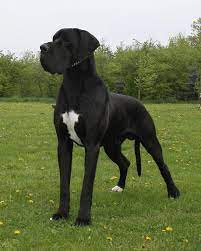 deutsche doggen deutscher doggen club 1888 e v www doggen de dogs great dane dogs rottweiler dog
