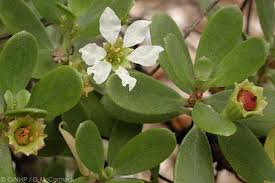 Image result for Pemphis