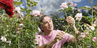If you choose a deeper container, it will focus more on. How To Grow Roses Rose Garden Tips