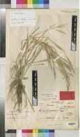 Image result for Panicum gilvum