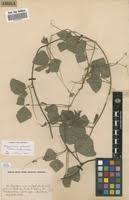 Image result for Rhynchosia sublobata