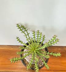 Image result for Euphorbia fanshawei