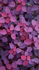 Violet Leafs Android And Iphone Wallpaper Lockscreen Hd 4k Fondos De Pantalla Morados Fondos De Pantalla De Iphone Iphone Fondos De Pantalla