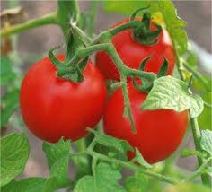Planter Des Tomates Comment Planter Des Tomates Et Les Entretenir Comment Planter Des Tomates Plan De Tomates Planter Tomates