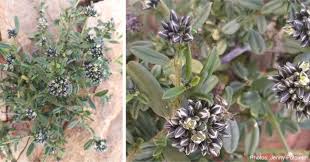 Image result for Limeum viscosum