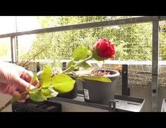 Dickfleischige sorten sind zum trocknen auf einer unterlage allerdings nicht geeignet. Video Rosen Trocknen Mit Haarspray So Geht S