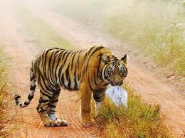 The tiger species is under a great threat. International Tiger Day 2020 Headcount India Status And Other Key Facts Business Standard News