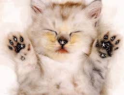 RÃ©sultat de recherche d'images pour "chat gif"