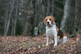 Image result for Harrier dog