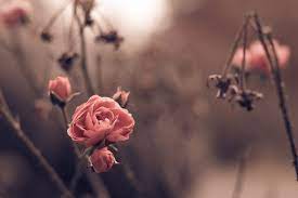 Pin On Autumn Rose