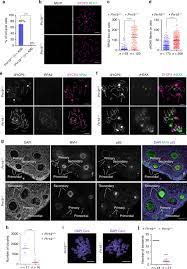 The promise of open clouds: Proline Rich Protein Prr19 Functions With Cyclin Like Cntd1 To Promote Meiotic Crossing Over In Mouse Nature Communications