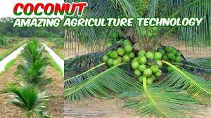Ada 2 cara dalam menghitung jarak tanam kelapa sawti, yaitu cara bujur sangkar dan segitiga. Budidaya Kelapa Skala Industri Coconut Tree Amazing Agriculture Technology Youtube