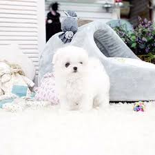 Also, please click on more info and photos below. Teacup Maltese For Sale Top Breeder With Good Prices