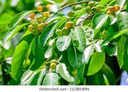 Image result for Suregada