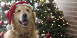 Resultado de imagen de fotos de navidad