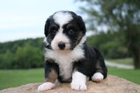 We live on the open prairie in central illinois. Mini Bernedoodle Illinois