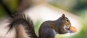 4.5 out of 5 stars (12) $ 39.23. How Do Squirrels Find Nuts In Winter Animal Remover