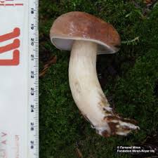 Image result for Boletus atkinsonii
