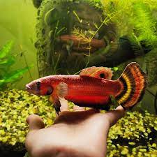 Betta macrostoma is different than betta splendens in that it does not build a bubble nest. Self Betta Macrostoma Sculpture