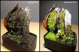 New Nano Vivarium Newbie Design Questions Dendroboard Terrariumart Garden Terrarium Moss Garden Vivarium