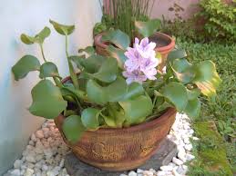 Di beberapa wilayah di indonesia, tumbuhan air ini memiliki berbagai nama sebutan, misalnya di daerah palembang eceng gondok dikenal dengan nama kelipuk. 37 Koleksi Kekinian Gambar Bunga Eceng Gondok