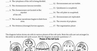 Mitosis coloring cei division includes a very important process called mtoss where the nudeus aeates a 때of tnsoa so w each new exact copy of the. The Cell Cycle Coloring Worksheet