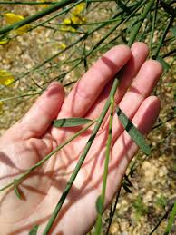 Image result for Spartium