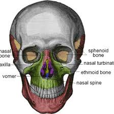 Incompletely divided into lateral… … 2 Skeletal Structure Of The Human Skull Showing The Nasal Cavity And Download Scientific Diagram