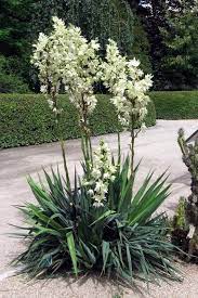 palmlelie yucca filamentosa mijntuin org yucca plant xeriscaping struiken