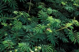 Image result for Mimosa diplotricha