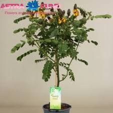 Image result for Senna didymobotrya