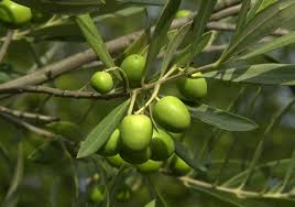 Image result for Olea capensis