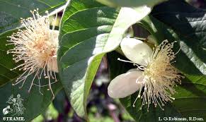 Image result for Psidium guajava